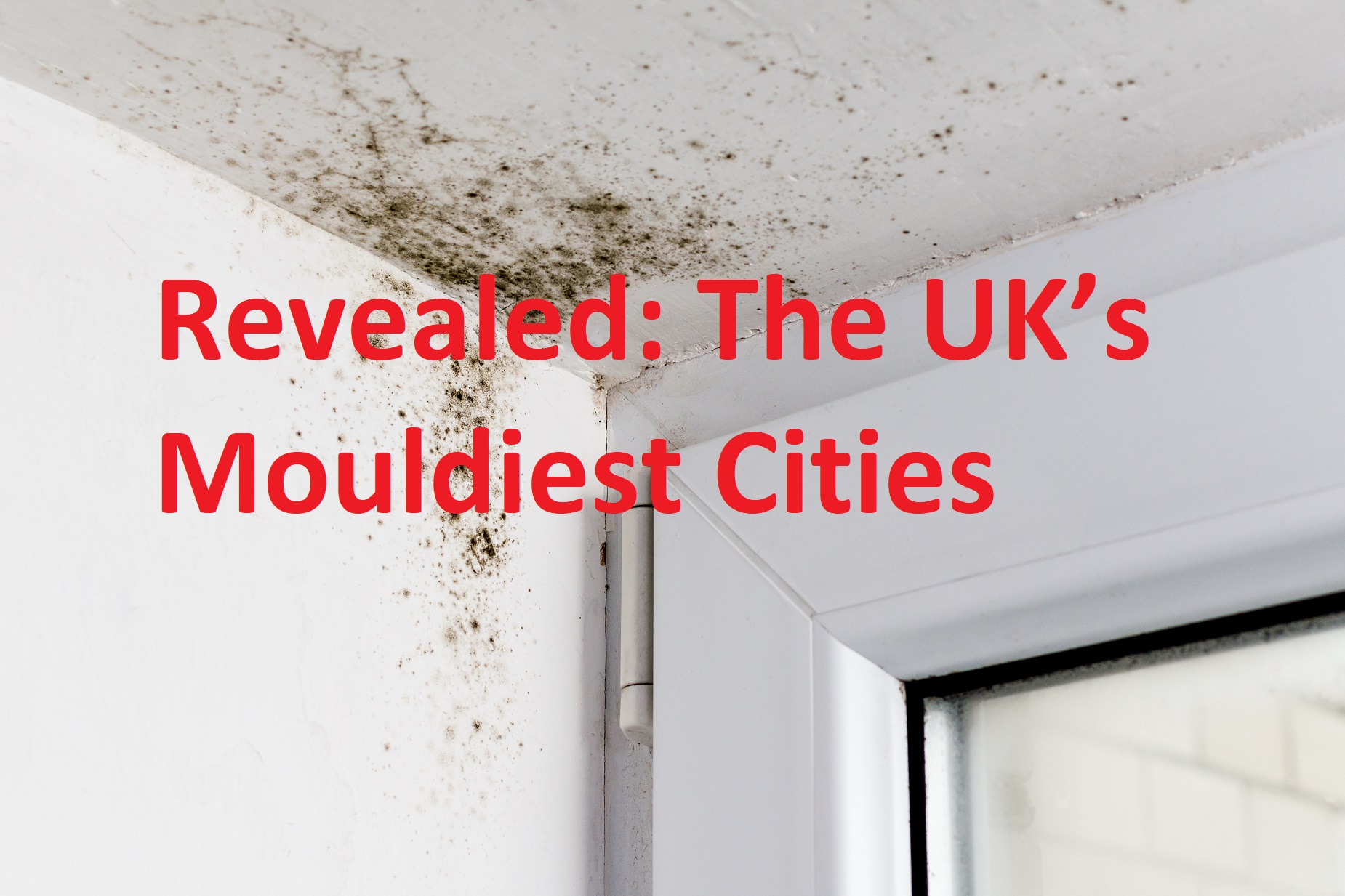 Damp mould