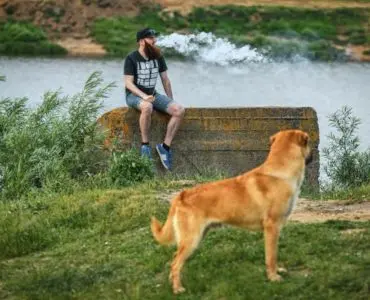 Vaping Around Pets 1