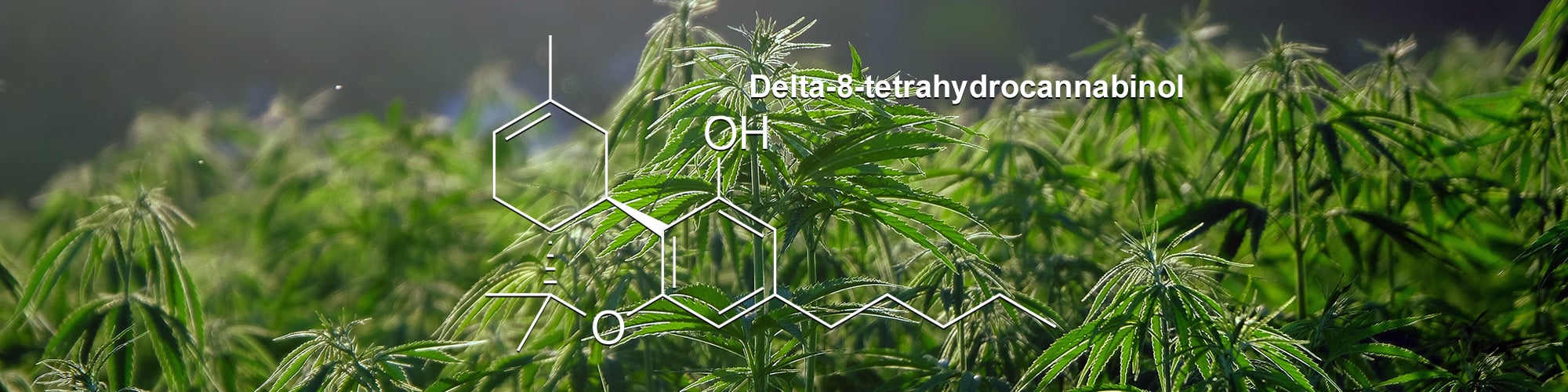 What is Delta-8 Main Banner