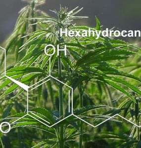 What is HHC Main Banner