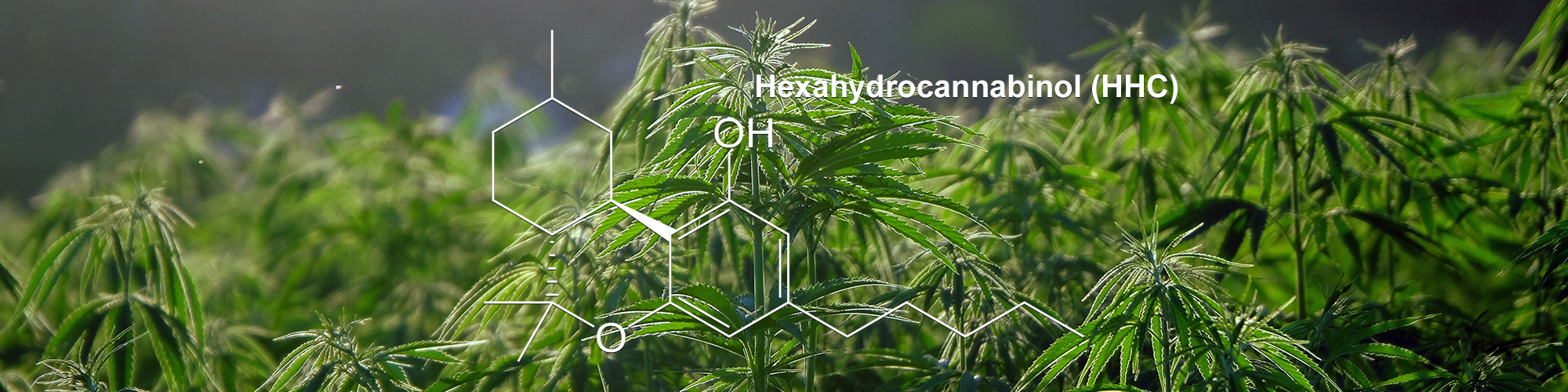 What is HHC Main Banner