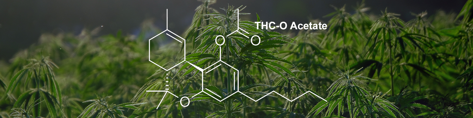 What is THC-O Main Banner Final