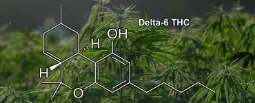 What is Delta 6 THC Main Banner Final