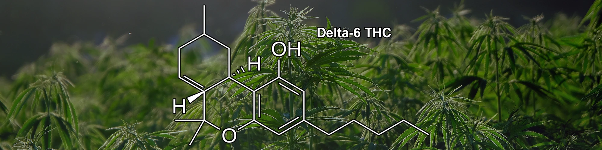 What is Delta 6 THC Main Banner Final